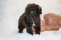 Ice Man Blue Eyed, a male Poodle - Toy  for sale in Memphis, TN – 1 of 10