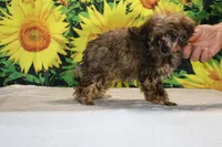 Marbles Sable merle white , a male Poodle - Toy  for sale in Memphis, TN – 4 of 10