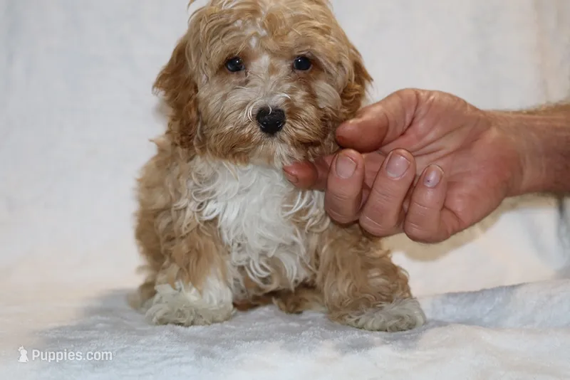 Julian Blue eye Red white – Cockapoo, Poodle - Miniature  puppy for sale in Memphis, TN