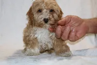 Julian Blue eye Red white, a male Cockapoo and Poodle - Miniature  for sale in Memphis, TN – 1 of 5