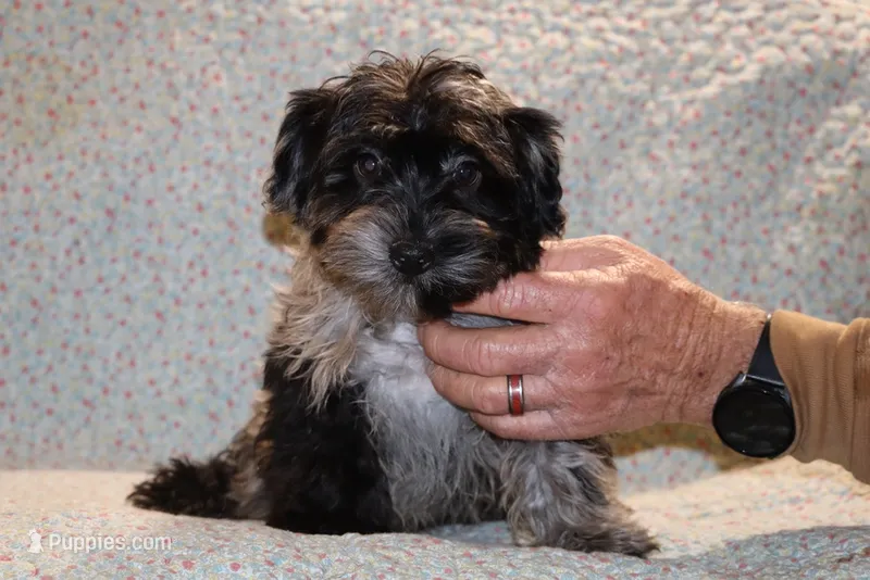 VALOR FLASHY BLUE MERLE