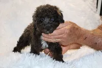 Blue eyed Ice Man, a male Poodle - Miniature  for sale in Memphis, TN – 7 of 10