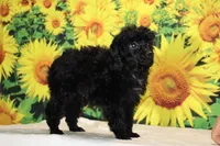 Pedro Toy Black , a male Poodle - Toy  for sale in Memphis, TN – 10 of 10