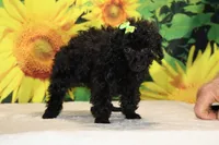 Melina Black Toy Beauty , a female Poodle - Toy  for sale in Memphis, TN – 9 of 10