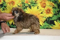 Marbles Sable merle white , a male Poodle - Toy  for sale in Memphis, TN – 8 of 10
