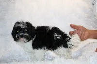 Ready Toy Pierce , a male Shihpoo and Poodle - Toy  for sale in Memphis, TN – 3 of 10