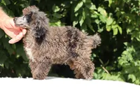Ice Man Blue Eyed, a male Poodle - Miniature  for sale in Memphis, TN – 4 of 10