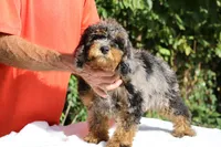 11-20# Gideon Phantom , a male Miniature Bernedoodle for sale in Memphis, TN – 5 of 9