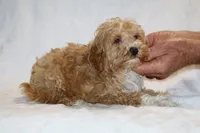 Julian Blue eye Red white, a male Cockapoo and Poodle - Miniature  for sale in Memphis, TN – 4 of 5