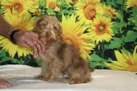 1 blue eye 1 green Chocolate merle , a male Yorkipoo for sale in Memphis, TN – 6 of 10