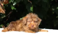 Colt Chocolate merle , a male Yorkipoo for sale in Memphis, TN – 8 of 10
