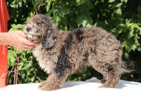 David Ready 11#-20#, a male Miniature Bernedoodle for sale in Memphis, TN – 2 of 9