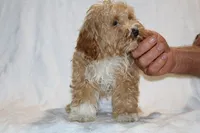 Julian Blue eye Red white, a male Cockapoo and Poodle - Miniature  for sale in Memphis, TN – 5 of 5