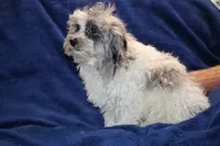 Alistair Blue eye Merle , a male Shihpoo and Poodle - Toy  for sale in Memphis, TN – 7 of 9