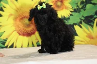 Melina Black Toy Beauty , a female Poodle - Toy  for sale in Memphis, TN – 3 of 10