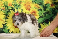 Ready toy Micro Birdie Bluemerle , a female Miniature Goldendoodle for sale in Memphis, TN – 7 of 10