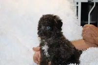 Ice Man Blue Eyed, a male Poodle - Toy  for sale in Memphis, TN – 2 of 10