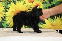 Melina Black Toy Beauty , a female Poodle - Toy  for sale in Memphis, TN – 8 of 10