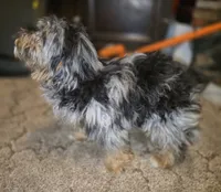 Phantom Merle Beauty , a female Shihpoo and Poodle - Toy  for sale in Memphis, TN – 7 of 8