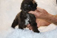 Ice Man Blue Eyed, a male Poodle - Toy  for sale in Memphis, TN – 9 of 10