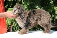 David Ready 11#-20#, a male Miniature Bernedoodle for sale in Memphis, TN – 4 of 9