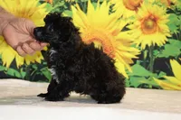 Toy Jasper Black and white , a male Poodle - Toy  for sale in Memphis, TN – 5 of 10