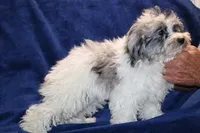 Alistair Blue eye Merle , a male Shihpoo and Poodle - Toy  for sale in Memphis, TN – 6 of 9