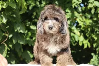 David Ready 11#-20#, a male Miniature Bernedoodle for sale in Memphis, TN – 5 of 9