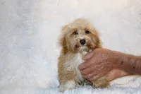 Ready Julian, a male Cockapoo and Poodle - Miniature  for sale in Memphis, TN – 2 of 10