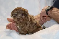 Toy Phantom Choc Merle Dallas, a female Shihpoo and Poodle - Toy  for sale in Memphis, TN – Photo 2 of 8