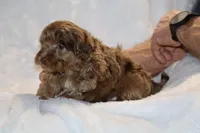 Toy Phantom Choc Merle Dallas, a female Shihpoo and Poodle - Toy  for sale in Memphis, TN – Photo 6 of 8