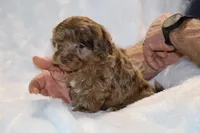 Toy Phantom Choc Merle Dallas, a female Shihpoo and Poodle - Toy  for sale in Memphis, TN – Photo 3 of 8