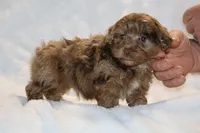 Toy Phantom Choc Merle Dallas, a female Shihpoo and Poodle - Toy  for sale in Memphis, TN – Photo 7 of 8