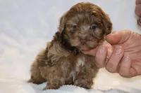 Toy Phantom Choc Merle Dallas, a female Shihpoo and Poodle - Toy  for sale in Memphis, TN – Photo 4 of 8