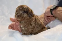 Toy Phantom Choc Merle Dallas, a female Shihpoo and Poodle - Toy  for sale in Memphis, TN – Photo 1 of 8