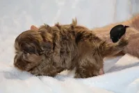 Toy Phantom Choc Merle Dallas, a female Shihpoo and Poodle - Toy  for sale in Memphis, TN – Photo 8 of 8