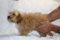 Ready Julian, a male Cockapoo and Poodle - Miniature  for sale in Memphis, TN – 10 of 10