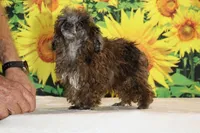 Spirit blue merle toy, a male Poodle - Toy  for sale in Memphis, TN – 6 of 6