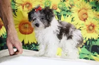 Ready toy Micro Birdie Bluemerle , a female Miniature Goldendoodle for sale in Memphis, TN – 10 of 10