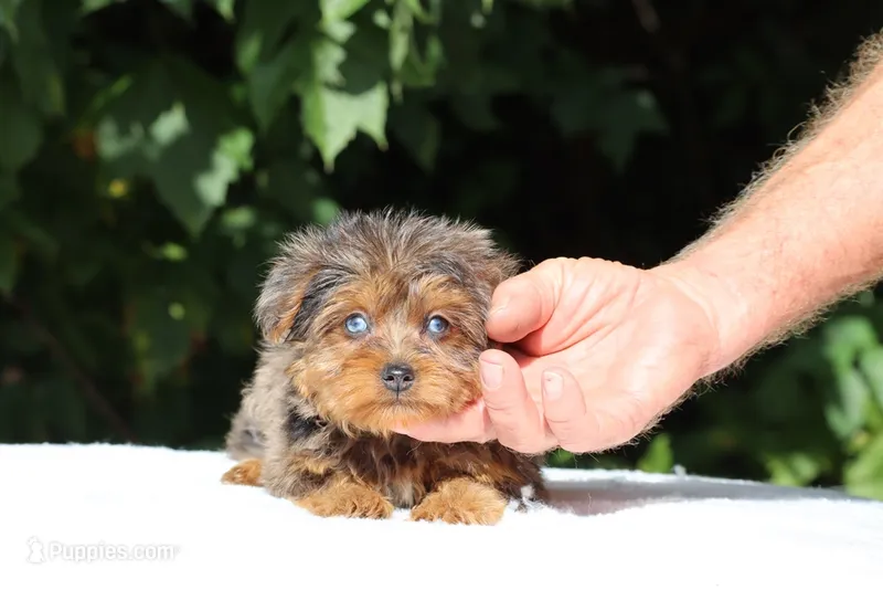 Meena 2 Ice Blue Eyes  – Yorkipoo puppy for sale in Memphis, TN