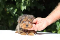 Meena 2 Ice Blue Eyes , a female Yorkipoo for sale in Memphis, TN – 1 of 10