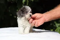 Toy Micro Birdie Blue merle , a female Miniature Goldendoodle for sale in Memphis, TN – 7 of 8