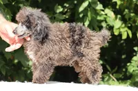 Ice Man Blue Eyed, a male Poodle - Miniature  for sale in Memphis, TN – 6 of 10