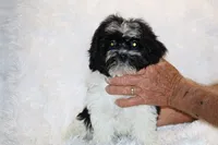 Ready Toy Pierce , a male Shihpoo and Poodle - Toy  for sale in Memphis, TN – 8 of 10