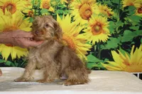 1 blue eye 1 green Chocolate merle , a male Yorkipoo for sale in Memphis, TN – 4 of 10