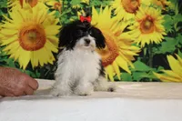 Ready Bubbles Toy Micro , a female Miniature Goldendoodle for sale in Memphis, TN – 8 of 9
