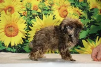 Marbles Sable merle white , a male Poodle - Toy  for sale in Memphis, TN – 2 of 10
