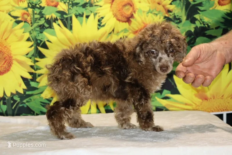 Maurice Chocolate merle  – Poodle - Miniature  puppy for sale in Memphis, TN
