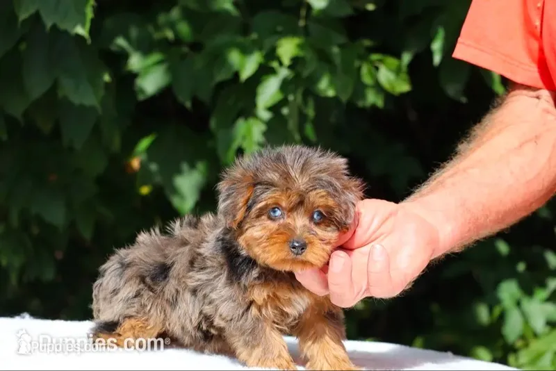Meena 2 Ice Blue Eyes  – Yorkipoo puppy for sale in Memphis, TN