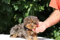 Meena 2 Ice Blue Eyes , a female Yorkipoo for sale in Memphis, TN – 5 of 10